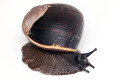 Helicophanta bicingulata Madagascar adult, 78mm